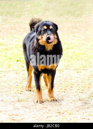 Un giovane, bella, nero e marrone - oro Tibetan Mastiff cucciolo di cane in piedi sull'erba, attaccando la lingua fuori. Fare Khyi cani sono noti per essere coraggiosi, premuroso e calma. Foto Stock