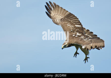 Immaturo Red Tailed Hawk sulla caccia Foto Stock