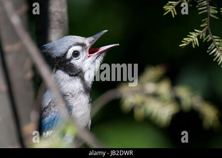 Immaturo Blue Jay cantando nella struttura ad albero Foto Stock