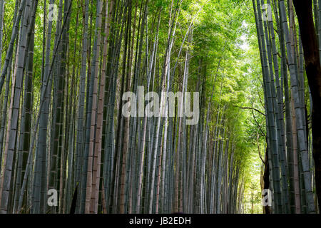 Foresta di bambù di Arashiyama, Kyoto, Giappone. Foto Stock