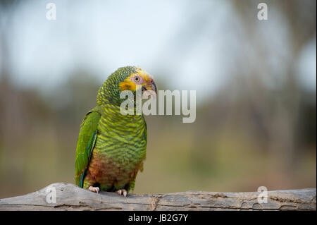 Un giallo-di fronte Parrot è seduta su una filiale in Brasile Foto Stock