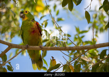 Un giallo-di fronte Parrot è seduta su una filiale in Brasile Foto Stock