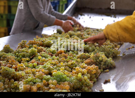 Le uve Chardonnay classificazione cernita uve Chardonnay rimozione rot etc presso la moderna cantina Sablière Louis Jadot, Beaune, Côte d'Or, Francia, Foto Stock