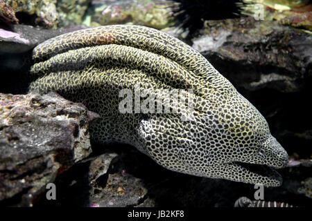 Riprese ravvicinate del maine la vita in un acquario Foto Stock