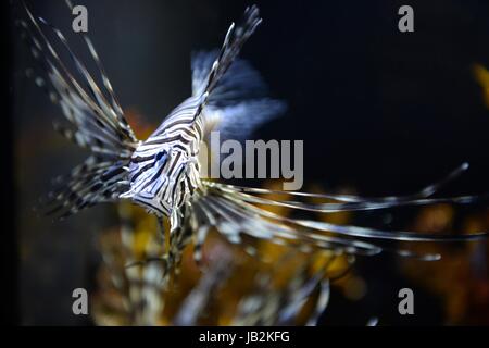 Riprese ravvicinate del maine la vita in un acquario Foto Stock