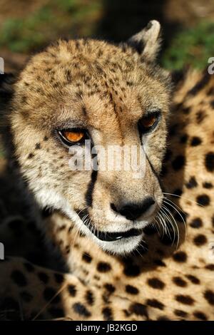 Un colpo di un ghepardo selvatici in cattività Foto Stock