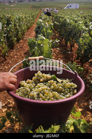 Le Montrachet uve raccoglitrice di uva tenendo la benna di Grand Cru uve Chardonnay in Marquis de Laguiche vigna Puligny Montrachet Borgogna Francia Foto Stock