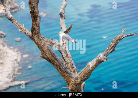 Seagull permanente sulla albero morto, ramo, legno Foto Stock