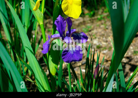 IRIS VIOLA Foto Stock