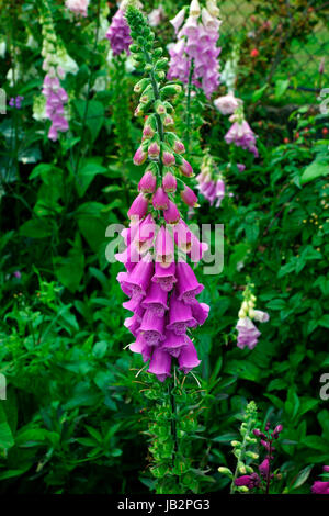 FOXGLOVE fiore di veleno e stelo Foto Stock