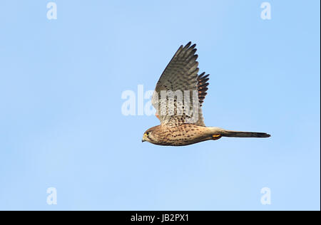 Caccia europeo femmina gheppio (Falco tinnunculus) in volo. Foto Stock