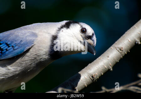 Curioso giovani Blue Jay Guardando negli occhi Foto Stock