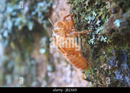 Cicala shell che lascia sulla struttura ad albero Foto Stock