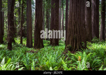 Felci e redwoods lungo il Boy Scout Trail a Jedidiah Smith parco dello Stato nel nord della California. Foto Stock