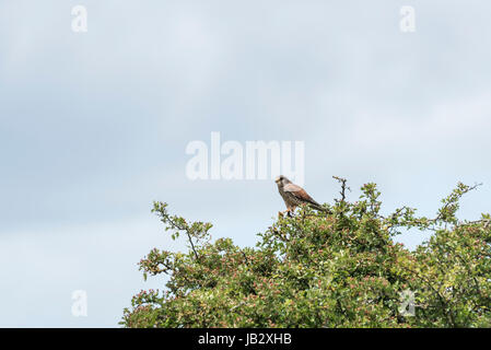 Un gheppio (Falco tinnunculus) Pesce persico in una struttura ad albero con lizard preda Foto Stock