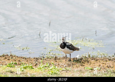 Un permanente (Pavoncella Vanellus vanellus) Foto Stock