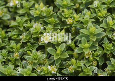 Fiore di Mare (Sandwort Honkenya peploides) Foto Stock