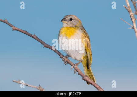 I capretti dello zafferano finch (Sicalis flaveola), Ibagué, Colombia Foto Stock