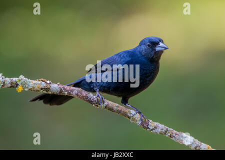 Il maschio della white-rigato tanager (Tachyphonus rufus), Icononzo, Tolima, Colombia Foto Stock