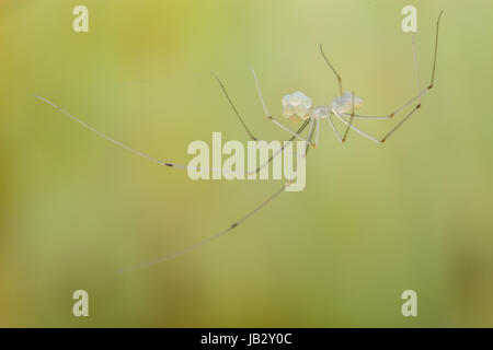 Pholcidae, comunemente noto come cantina ragni, sono una famiglia di ragno in sottordine Araneomorphae. Tolima, Colombia Foto Stock