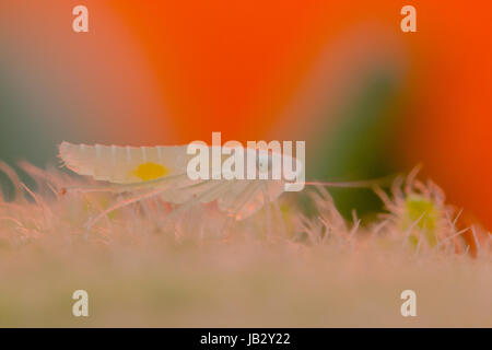 Ninfa di Leafhopper (Cicadellidae) , Ibagué, Tolima, Colombia. Foto Stock