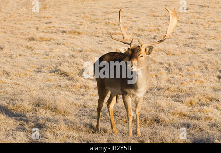 Un giovane cervo maschio rimane vicino a impegnarsi con il fotografo Foto Stock