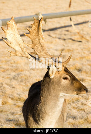 Un giovane cervo maschio Buck rimane vicino a impegnarsi con il fotografo Foto Stock