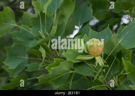 Liriodendron Tulipifera fastigiatum fioritura. Tulip tree flower Foto Stock