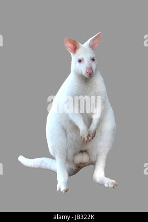 Albino wallaby isolati su sfondo bianco Foto Stock