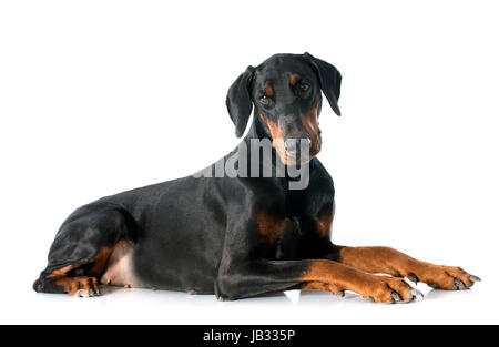 Dobermann davanti a uno sfondo bianco Foto Stock