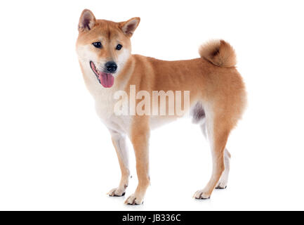 Shiba Inu davanti a uno sfondo bianco Foto Stock