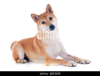 Shiba Inu davanti a uno sfondo bianco Foto Stock