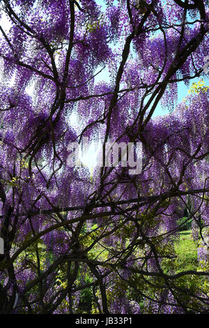 Splendida fioritura gallerie di glicine in Giardino Bardini (Giardini Bardini) in Firenze, Toscana, Italia. Foto Stock