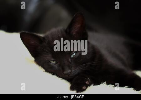 Little Black Kitten giacente su di un cuscino cercando refrigerate e sleepy gattini nero, refrigerate Foto Stock