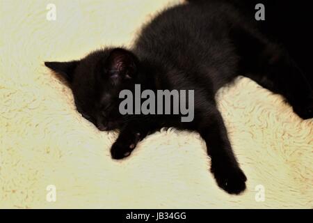 Little Black Kitten giacente su di un cuscino cercando refrigerate e sleepy gattini nero, concetto di connessione, i fratelli gemelli, insieme, migliori amici Foto Stock