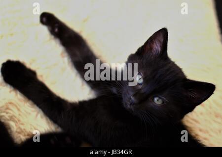 Little Black Kitten giacente su di un cuscino cercando refrigerate e sleepy Foto Stock