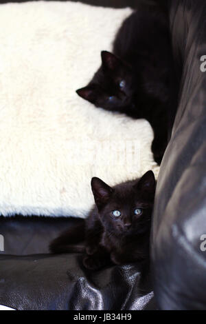 Due piccoli peloso cucciolo nero// gattini giacente su di un cuscino in cerca piena di malizia refrigerate e sonnolenta con occhi blu nero gattini concetto di connessione Foto Stock