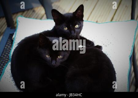 Due gatti neri basking, seduti al sole, in estate il sole in giardino, Dublino Irlanda gattini Foto Stock