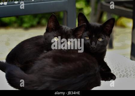 Due gatti neri crogiolarvi al sole su una delle sedie a sdraio sul ponte al sole nel giardino gattini nero Foto Stock