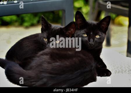 Due gatti neri basking, seduti al sole, in estate il sole in giardino, Dublino Irlanda Foto Stock