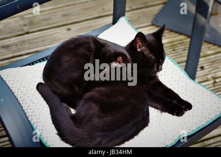 Due gatti neri crogiolarvi al sole su una delle sedie a sdraio sul ponte al sole nel giardino gattini nero Foto Stock