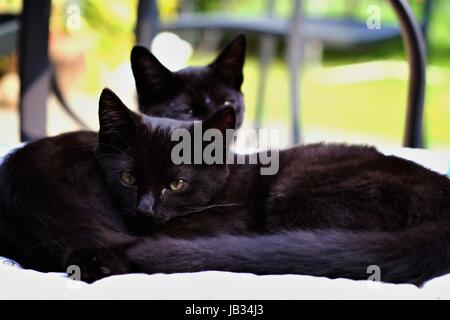 Due gatti neri basking, seduti al sole, in estate il sole in giardino, Dublino Irlanda gattini nero Foto Stock