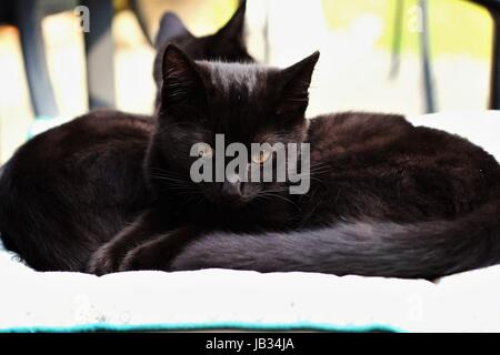 Due gatti neri gattini basking, seduti al sole, in estate il sole in giardino, Dublino Irlanda gattino nero Foto Stock