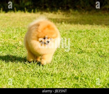 Un piccolo giovane bella fluffy orange pomerania cucciolo di cane a camminare sull'erba. Pom i cani sono considerati nella categoria giocattolo e rendere molto buon compagno cani. Foto Stock