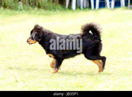 Un giovane, bella, nero e marrone - oro Tibetan Mastiff cucciolo di cane in esecuzione sull'erba. Fare Khyi cani sono noti per essere coraggiosi, premuroso e calma. Foto Stock