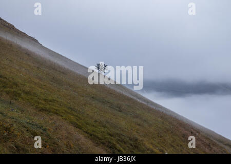 Un albero solitario sul lato di una montagna, con la nebbia e la nebbia al di sotto di Foto Stock