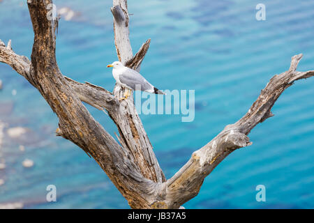 Seagull permanente sulla albero morto, ramo, legno Foto Stock