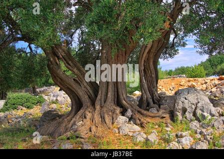 Olivenbaum Stamm - albero di olivo tronco 11 Foto Stock