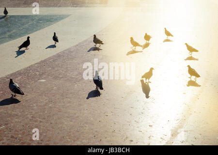 Gruppo di piccioni in Piazza catalonia in Barcellona, Spagna. Foto Stock