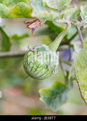 Scarafaggio verde berry sulla natura albero impianto Foto Stock